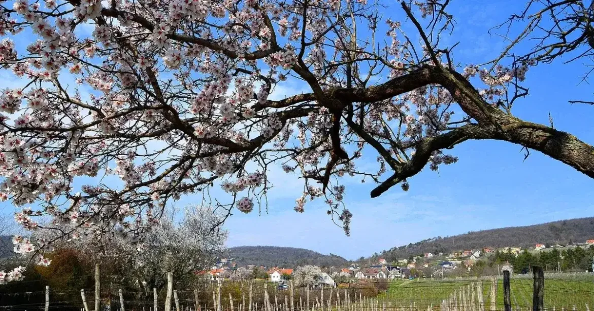 Csopaki villatelephez vágtak ki erdőt a Natura 2000 területen