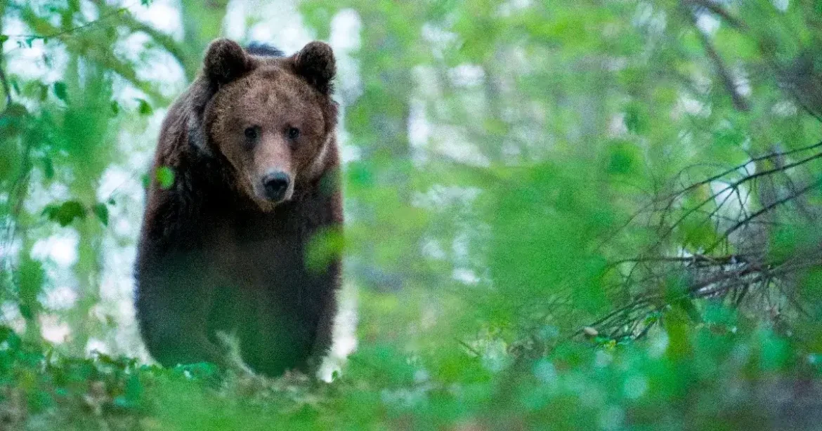 Két medve bukkant fel a magyar–ukrán határvidéken