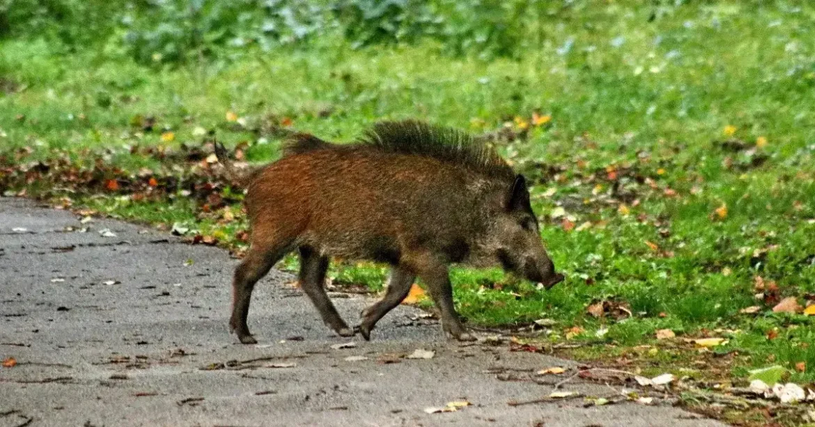 Két újabb baranyai vaddisznó szervezetében mutatták ki a sertéspestist